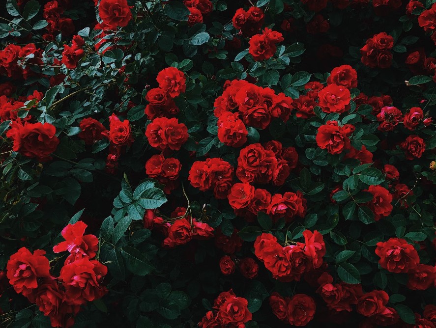 Red Roses