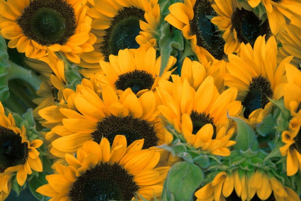 Sunflowers