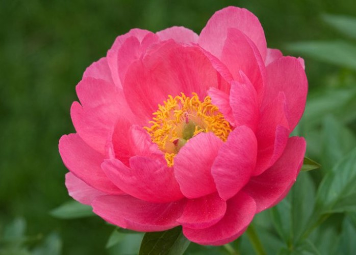 Peony