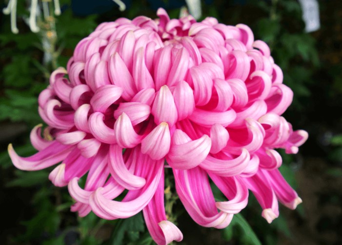 Chrysanthemum