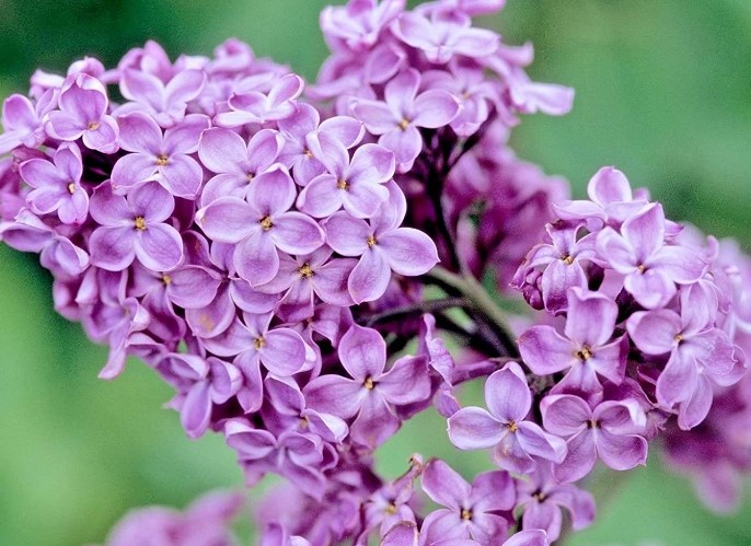 Purple Lilac