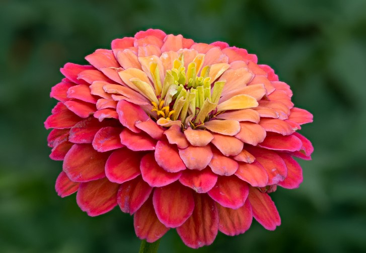 Zinnia