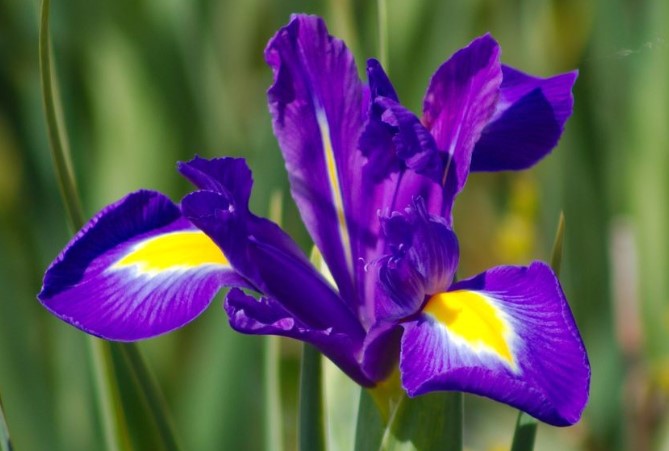 Purple Iris