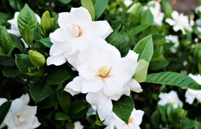 Gardenias