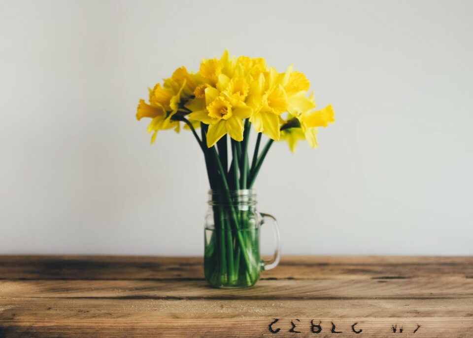 Daffodils