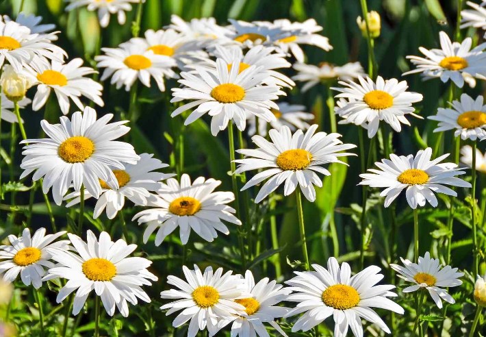 White Daisies