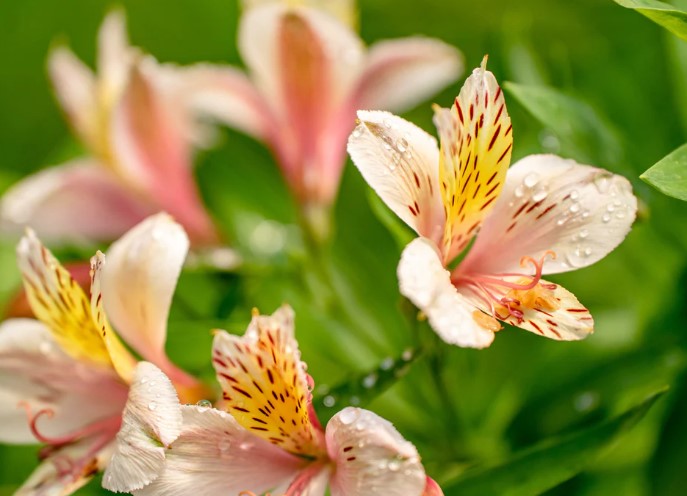 Alstroemeria