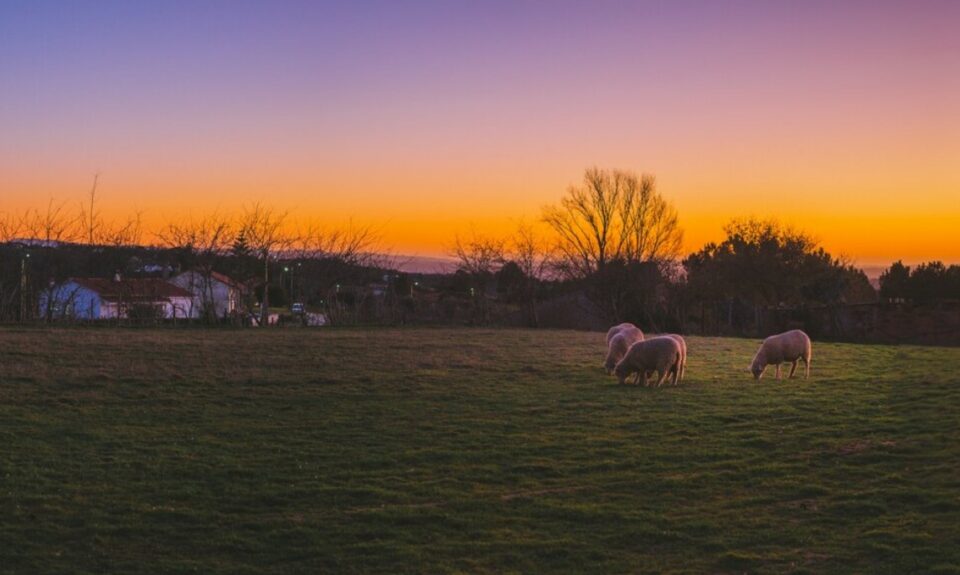 date night ideas - head to a farm