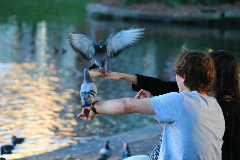 feed birds in the park 