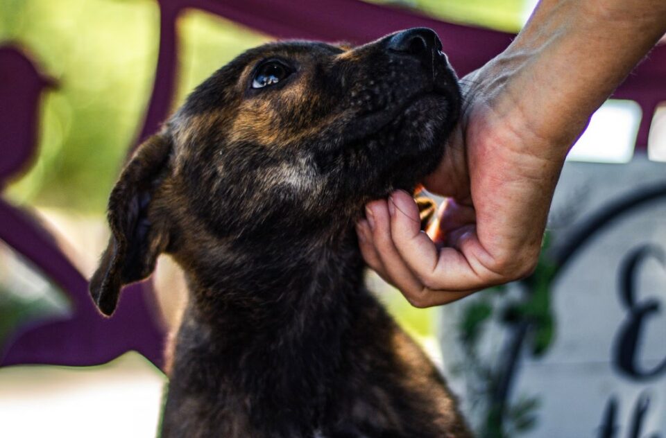 Take Shelter Dogs for a Walk