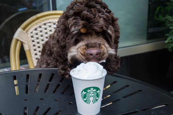 Pupppuccino