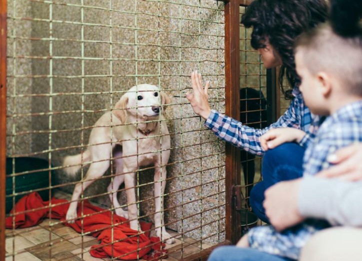 Visit Animal Shelter 