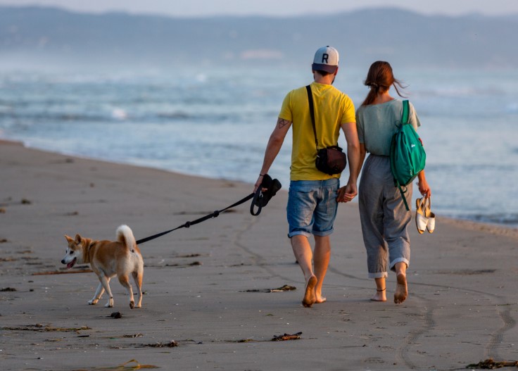 Take Your Pet to a Beach