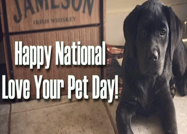 International Love Your Pet Day Quotes 