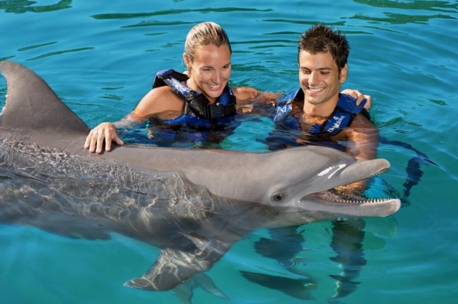 Swim with Dolphins