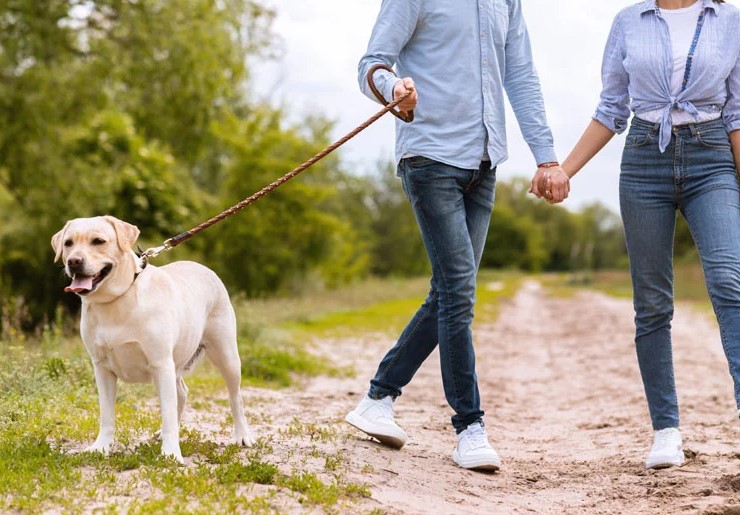 Take a Walk With Your Pet 