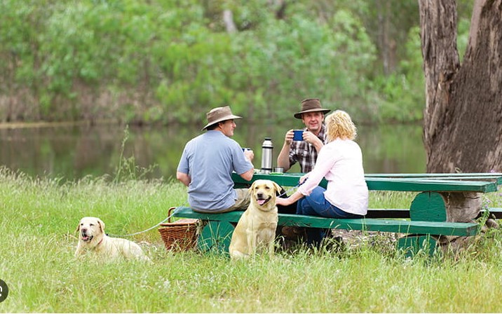 Picnic in the Park with Your Pet