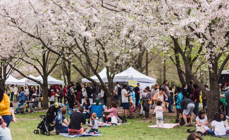 Cherry Blossom Festival