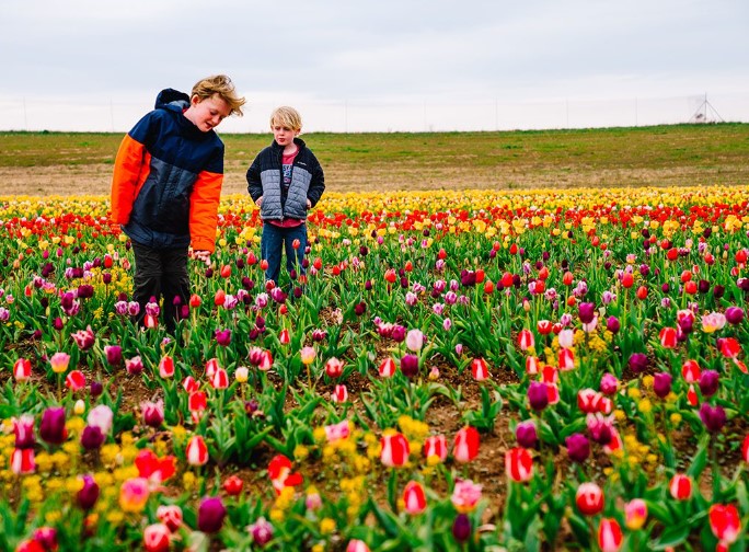 Pick Tulips