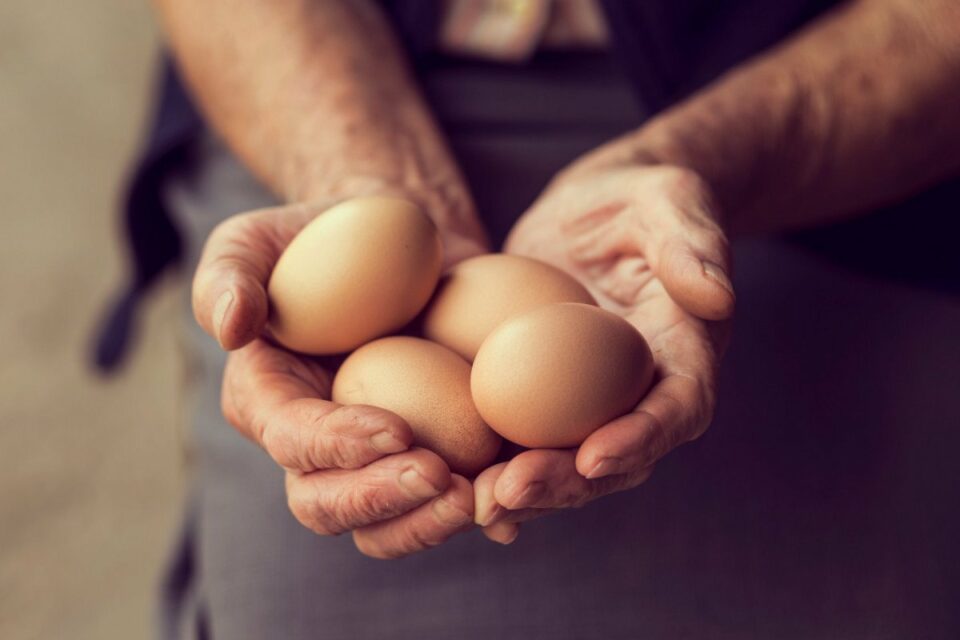 golden egg hot potato