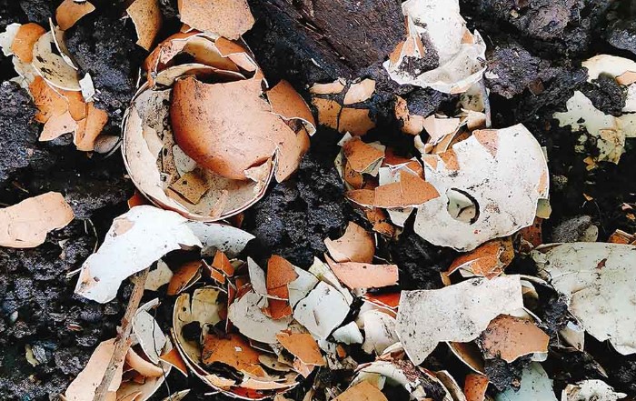 Easter Eggshells Into Compost