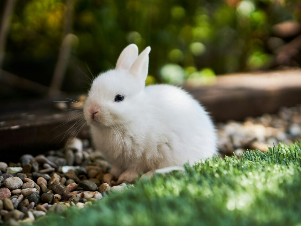 Bunny Easter Poems