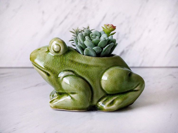 15 Frog Gifts For the Biggest Frog Lovers - Good Gift Lists