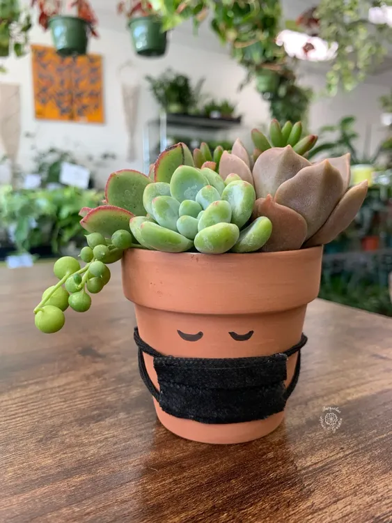 Live Plants