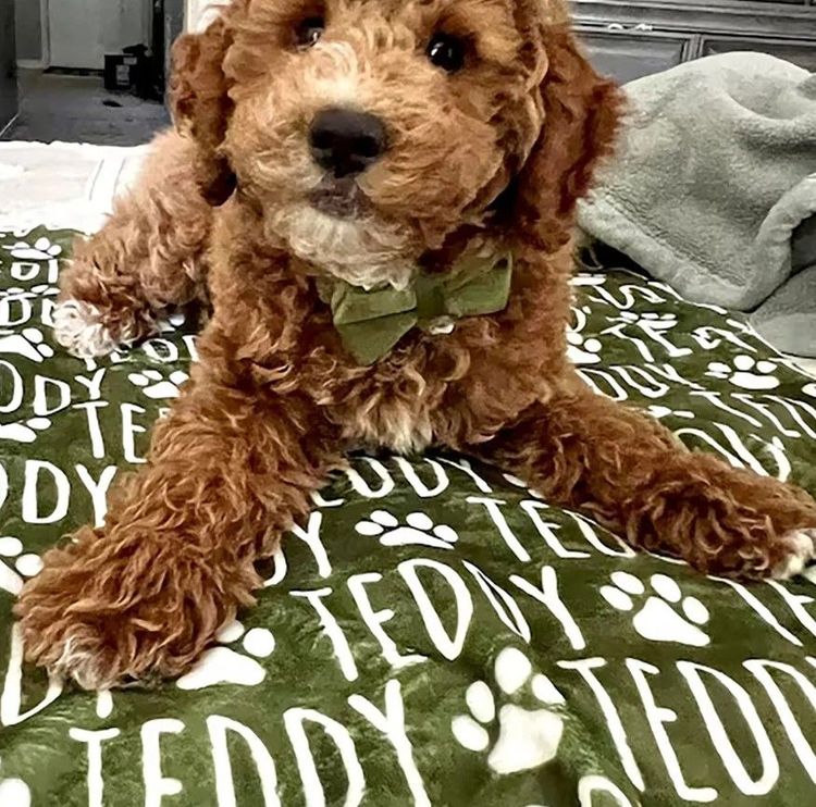 Laser Engraved Authentic YETI Rambler - LABRADOODLE