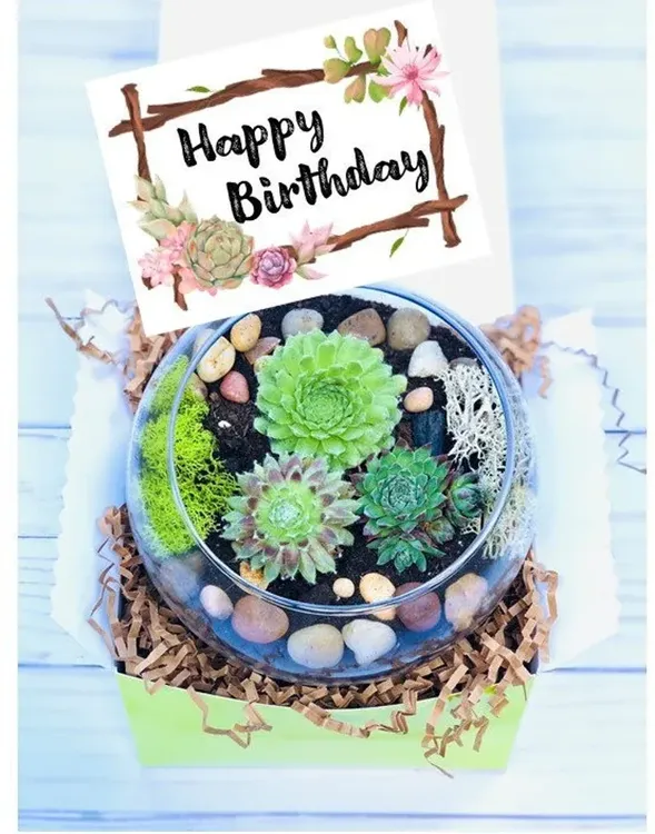 Succulent gift box