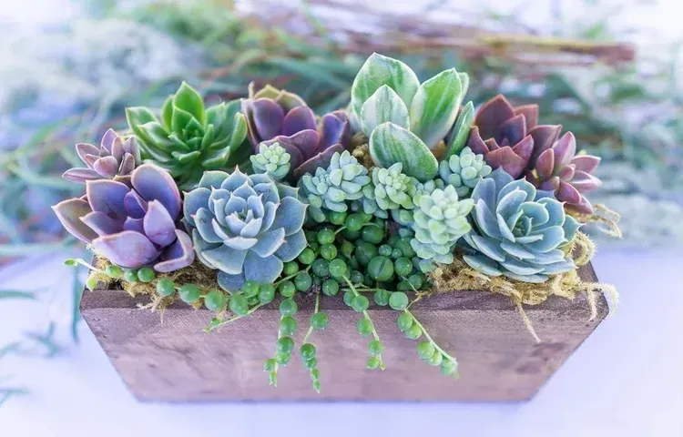 String of Fishhooks | Succulents Gift Ideas | Trailing Succulents 2 inch / Clay Pot by Succulents Box