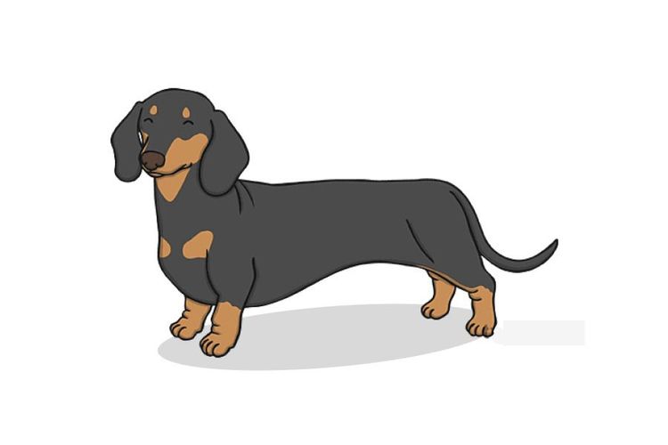 30 Best Gifts for a Dachshund Owner