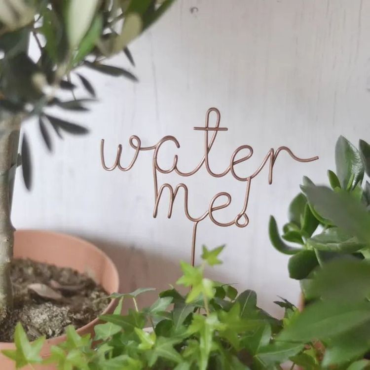 Water me Plant Topper