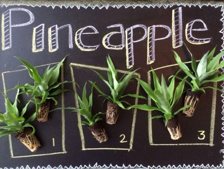 Pineapple Starter Plants