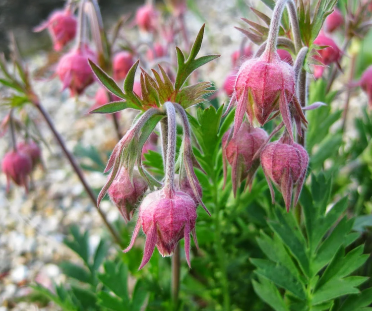 Deer Resistant Flower Seeds