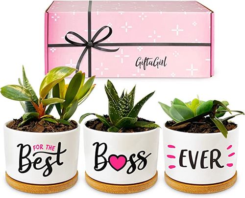 Celebrate Your Boss with Top 7 Gifts - Ferns N Petals