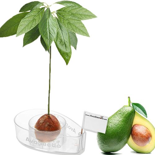 Avocado Growing Kit