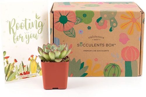Succulent Subscription Boxes