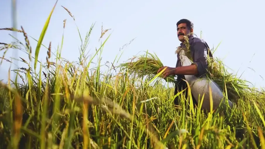 A farmer in a middle of a field holding his crops
