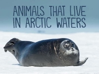 Book Cover for Animals That Live in Arctic Waters by Arvaaq Press