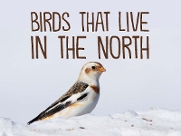 Book Cover for Birds That Live in the North by Arvaaq Press