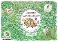 Book Cover for Amazing Animal Babies by Aina Bestard