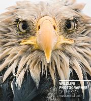 Book Cover for Wildlife Photographer of the Year: Highlights Volume 7 by Rosamund Kidman Cox