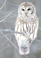 Book Cover for Snow Owl Boxed Holiday Notecards by Galison