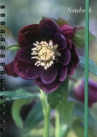 Book Cover for Notebook Hellebore by Peony Press