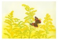 Book Cover for Maurice Bebb Goldenrod and Red Admiral Boxed Small Notecards by Maurice R Bebb