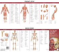 Book Cover for Anatomical Chart Company's Illustrated Pocket Anatomy: The Muscular & Skeletal Systems Study Guide by Anatomical Chart Company
