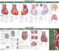 Book Cover for Anatomical Chart Company's Illustrated Pocket Anatomy: Anatomy of The Heart Study Guide by Anatomical Chart Company