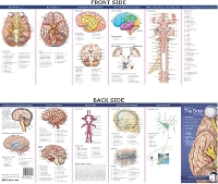 Book Cover for Anatomical Chart Company's Illustrated Pocket Anatomy: Anatomy of The Brain Study Guide by Anatomical Chart Company