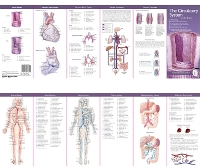 Book Cover for Anatomical Chart Company's Illustrated Pocket Anatomy: The Circulatory System Study Guide by Anatomical Chart Company